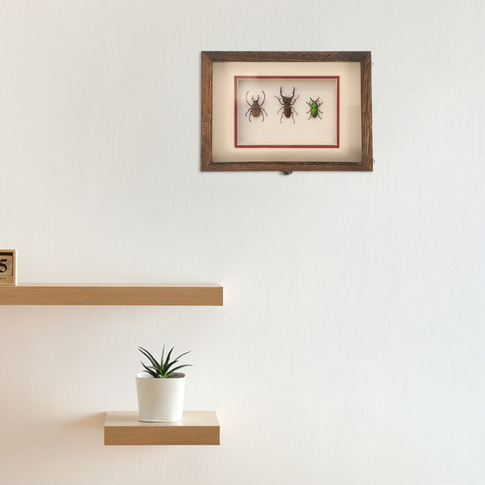 ตู้โชว์แมลงทำจากไม้ กรอบอะคริล - Frame Display Wood บทวิจารณ์และราคา